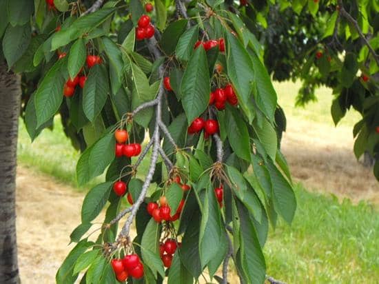 Duty-Free Shopping Extravaganza