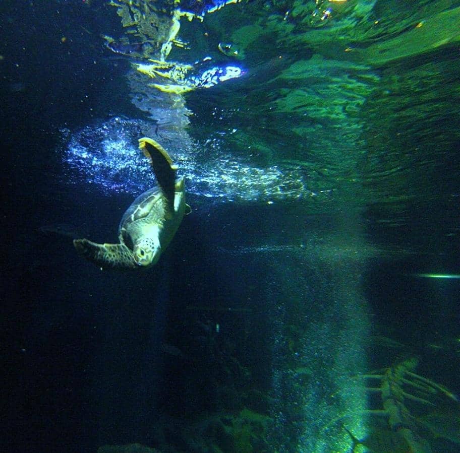Rescue Sea Turtle Encounter
