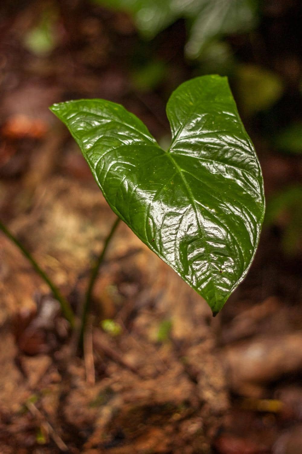 Immersive Cloud Forest Hike