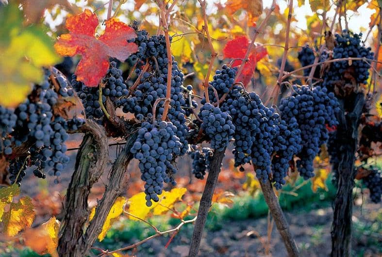 Casillero del Diablo Cellars