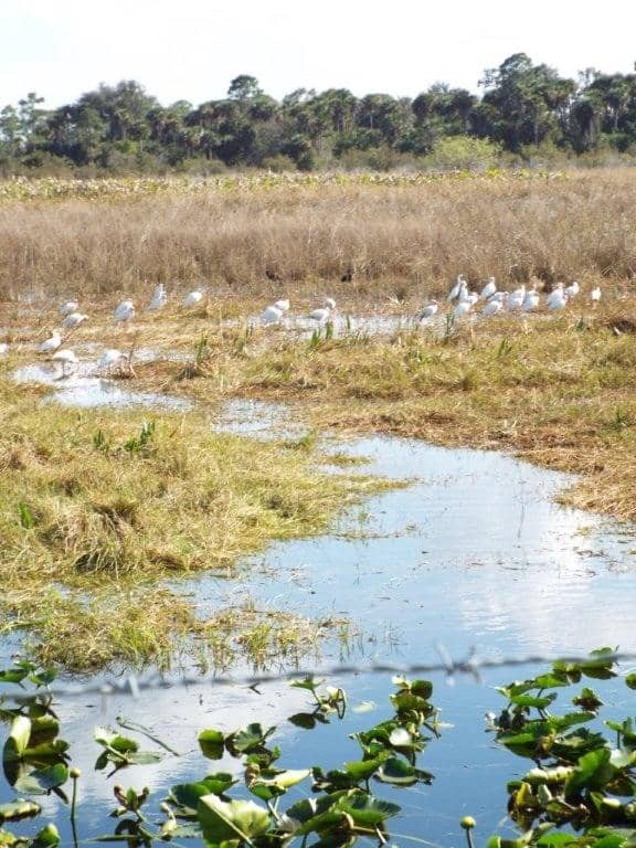 Wildlife Viewing Opportunities