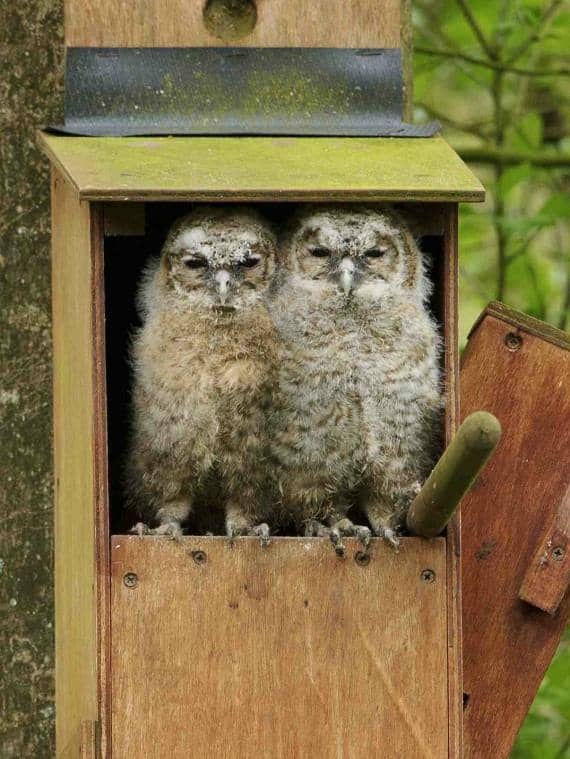 Wyming Brook's Rocky Charm