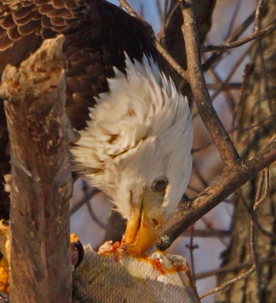 Event Buildings & Pavilions