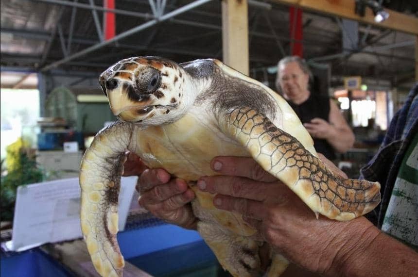 Native Animal Encounters