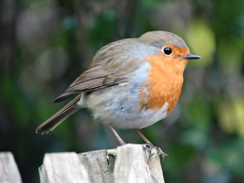 Willy Collins' Monument