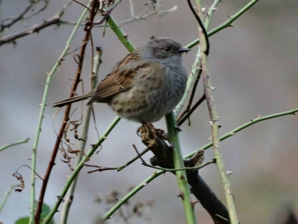 Ornate Gravestones & Mausoleums