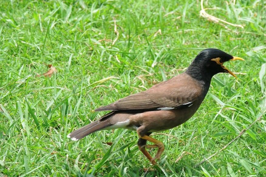 Medicinal Herb Garden