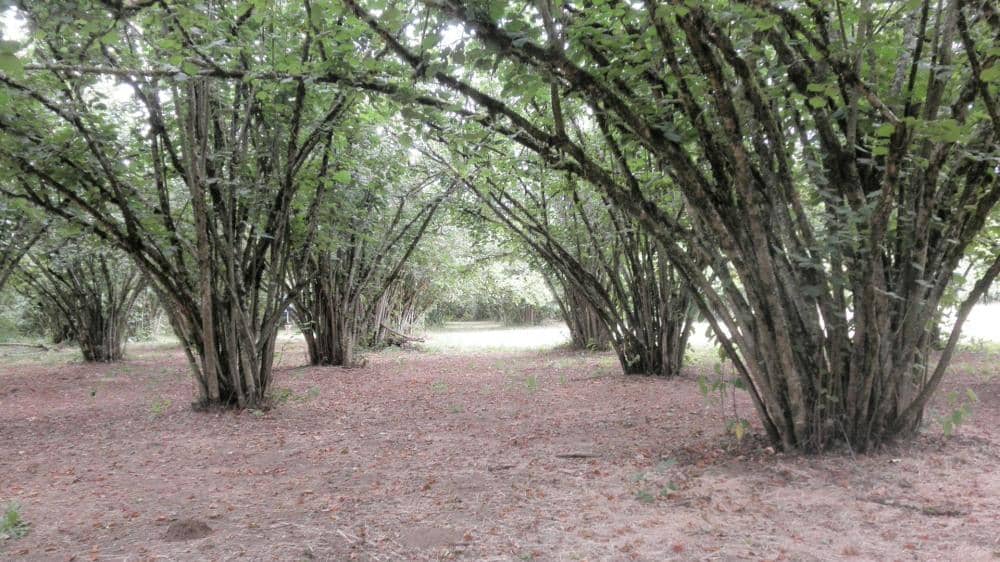 Willamette River Trails