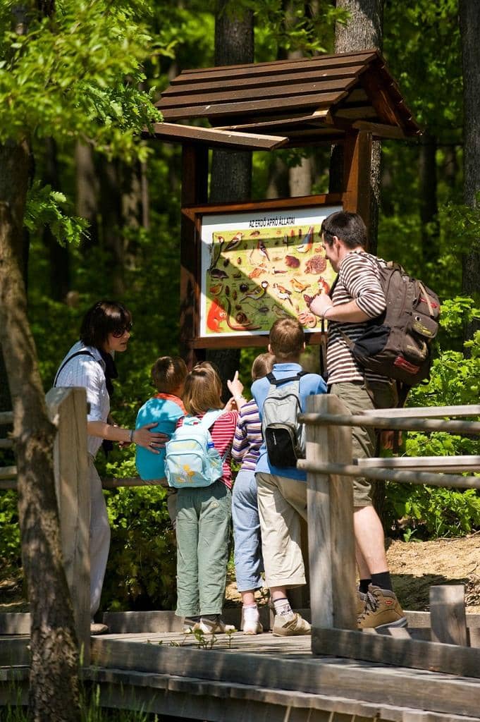 Forest Bob Track (Coaster)