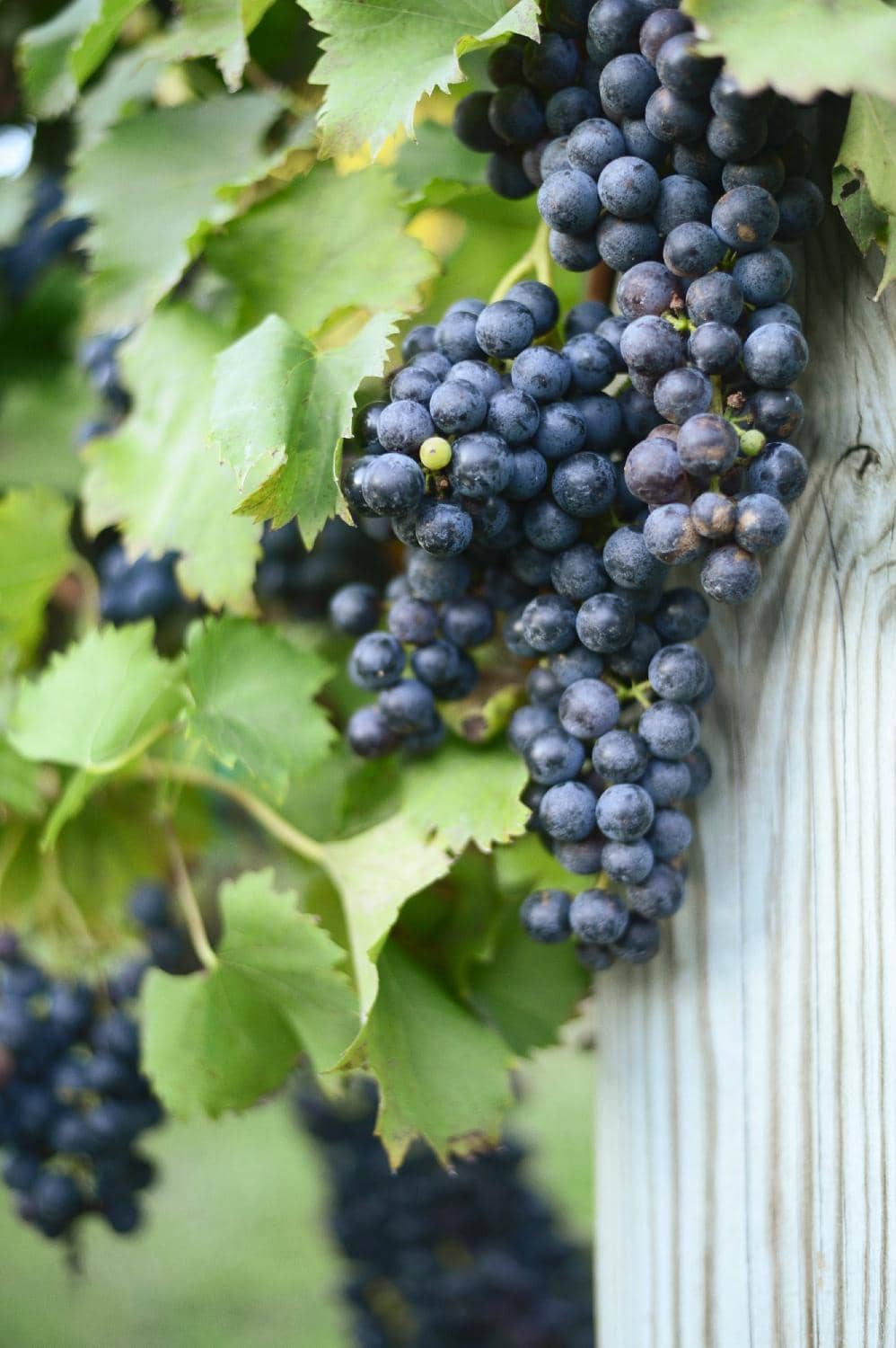 Family-Friendly Atmosphere