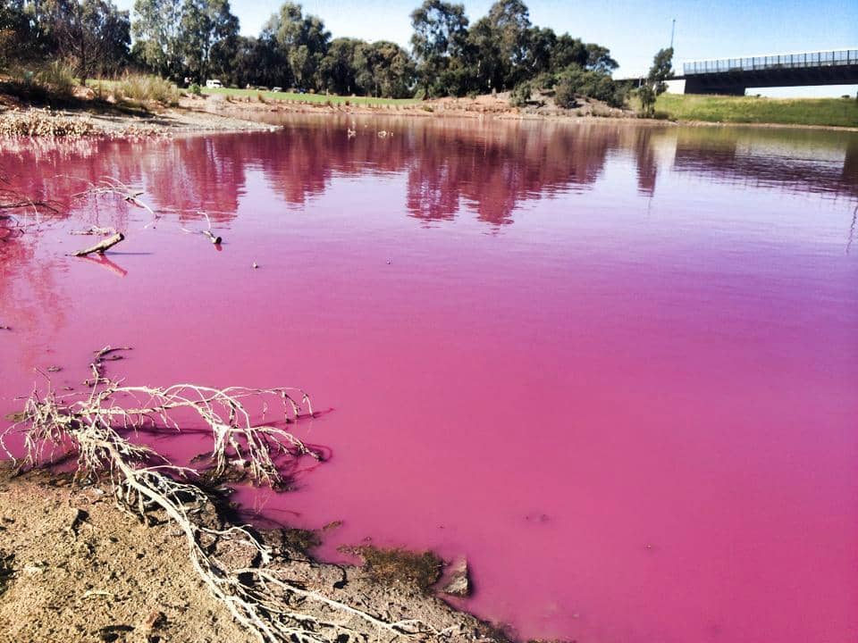 Restored Wetlands and Birdlife