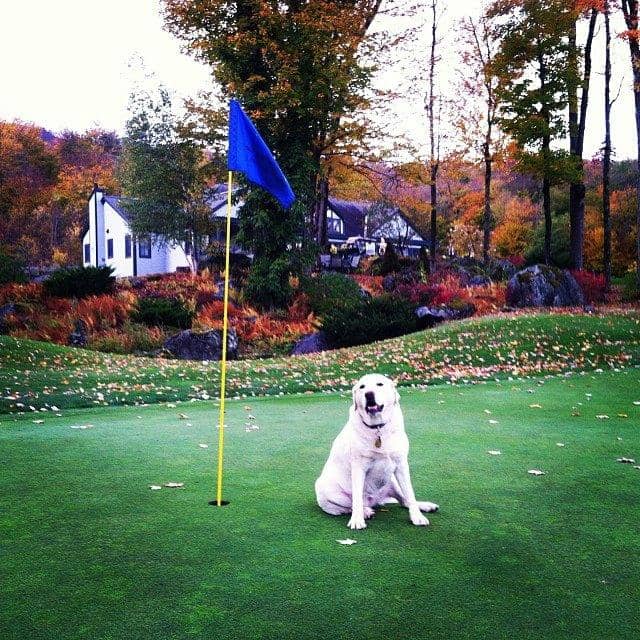 Immaculate Greens and Fairways