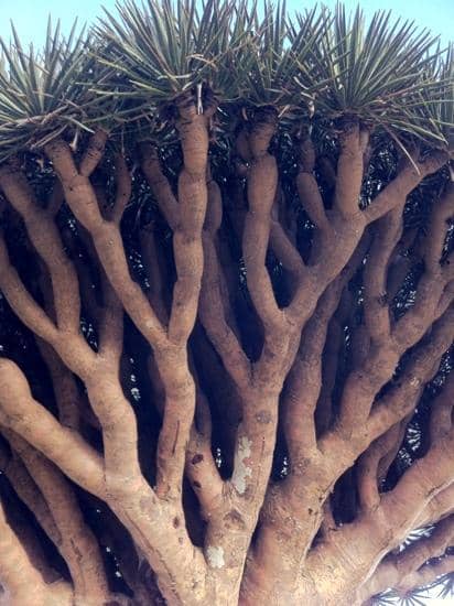 Dragon Blood Trees