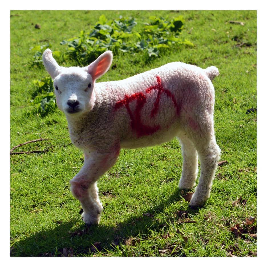 Woodfest Country Fair