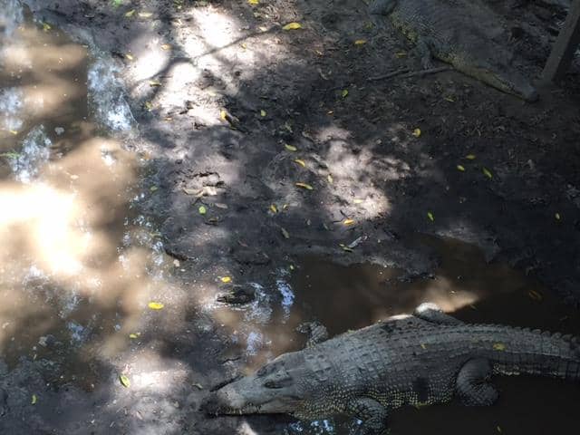 Exotic Mini Zoo Encounters