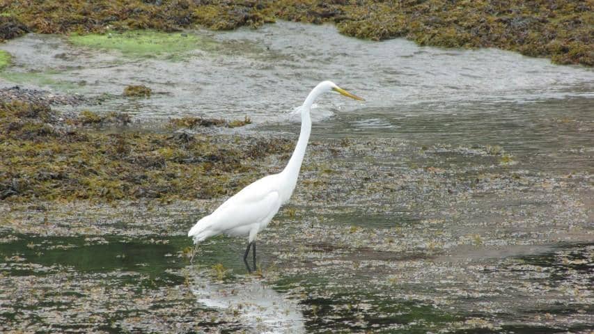 Luxury Island Estates