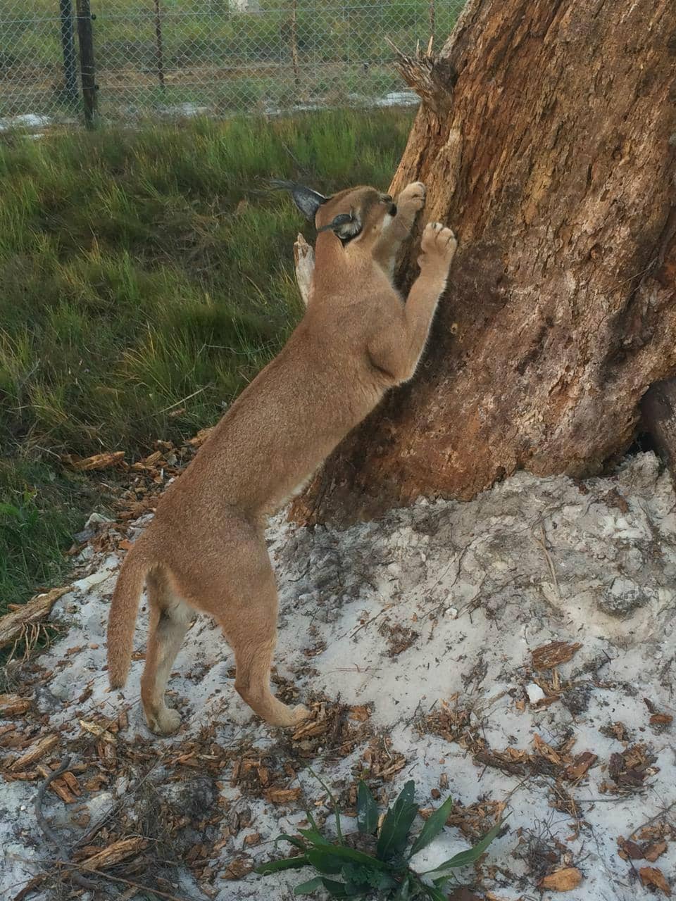 Heartbreaking Rescue Stories