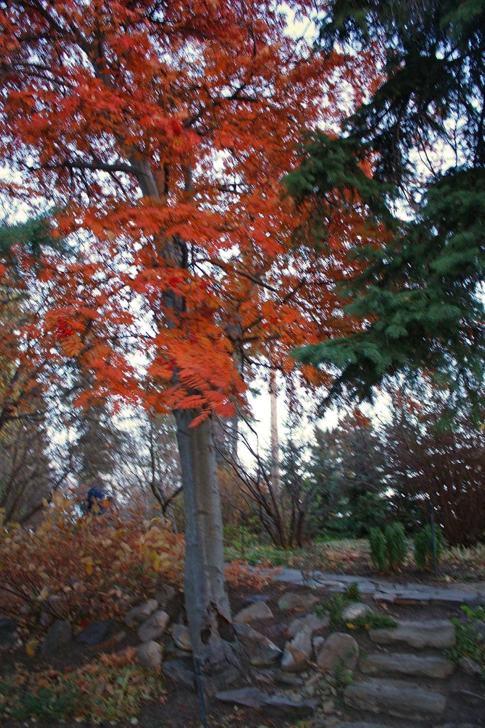 Whimsical Stone Paths