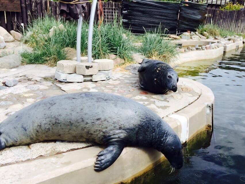 Underwater Seal Viewing