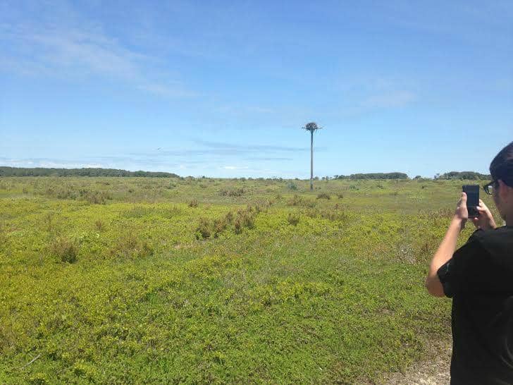 Wildlife Observation