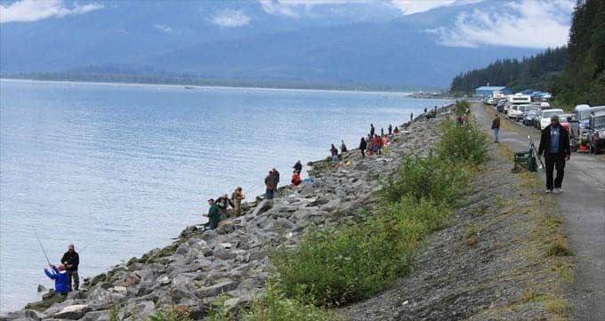 Seagull and Eagle Abundance