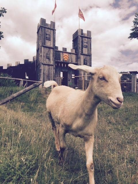 Extensive Toy Museum