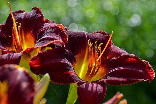 Historic Cylburn Mansion