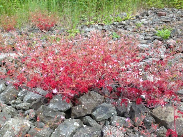 PenMet Recreation Center Stop