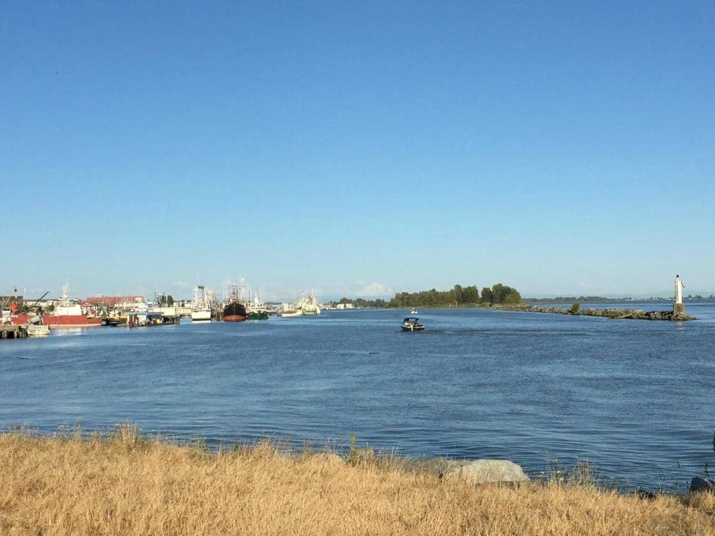 Cherry Blossom Spectacle