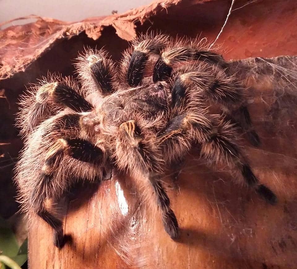 Mosasaurus Experience