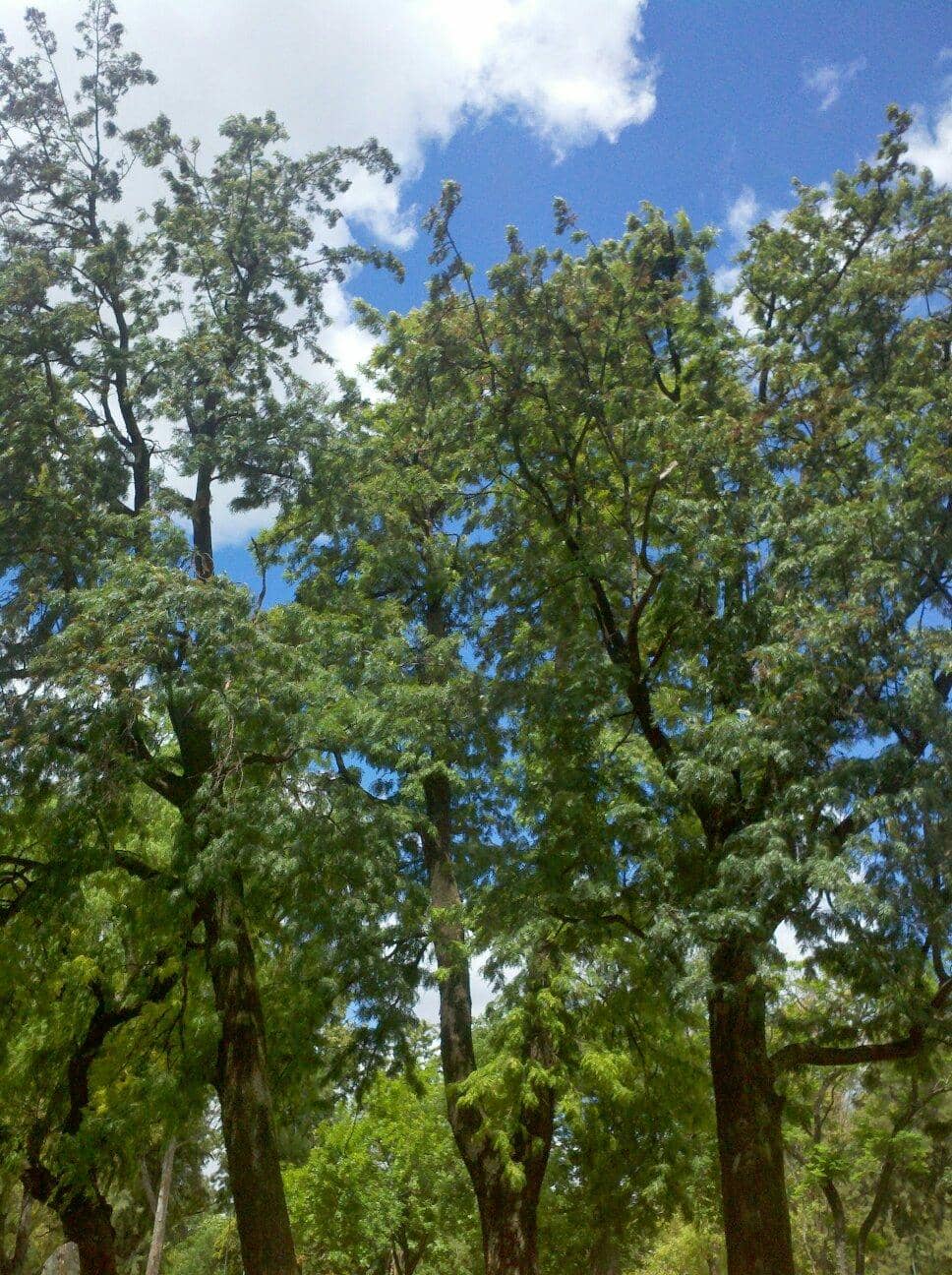 Sports Courts & Play Structures