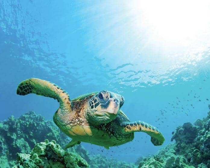 Jungle Trails Adventure