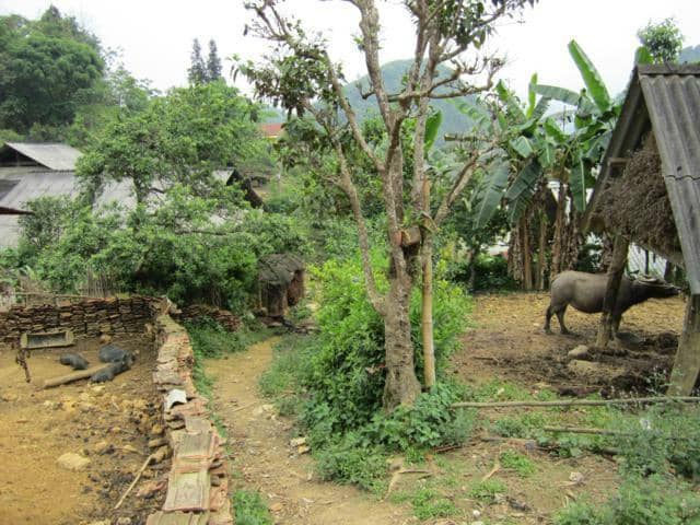 Cultural Performances