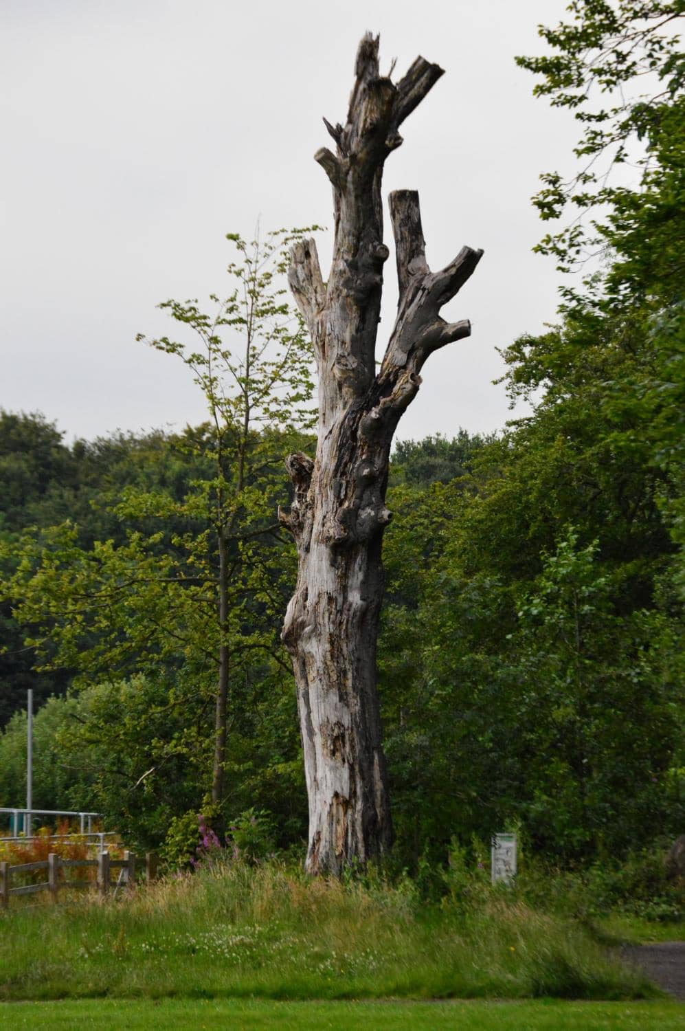 Rock 'n' Stroll Festival