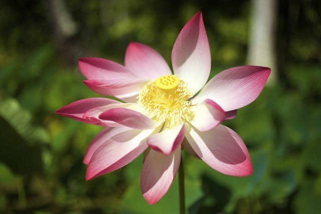 McBryde Garden's Tropical Diversity