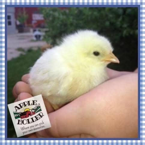 Year-Round Restaurant