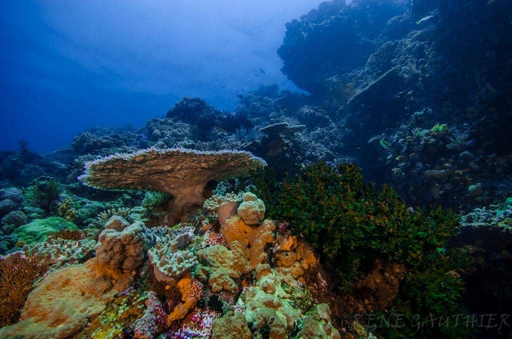 Diverse Marine Ecosystem