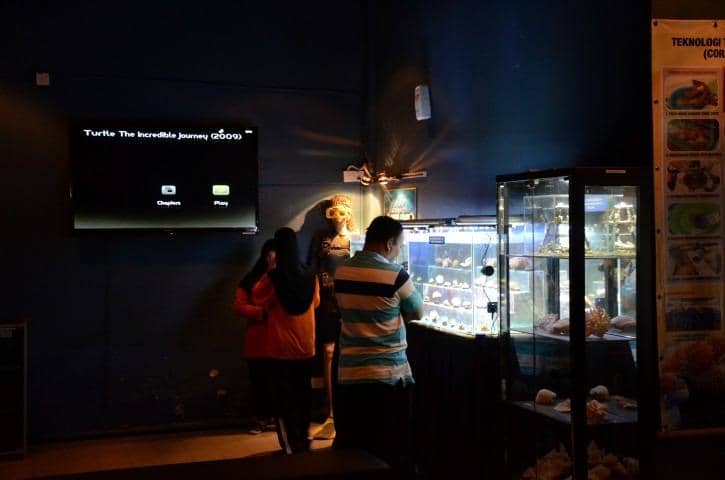 Vibrant Coral and Shell Collections