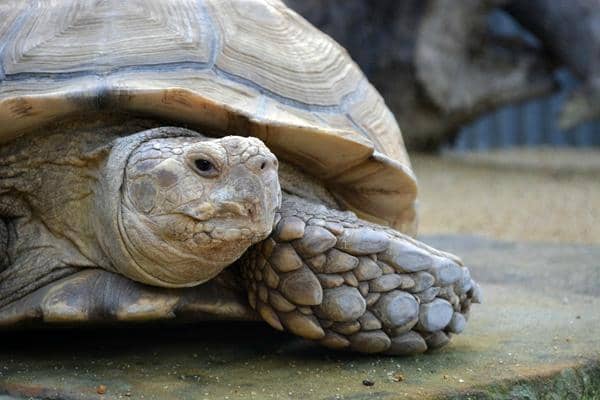 Squirrel Monkey & Marmoset Feeding