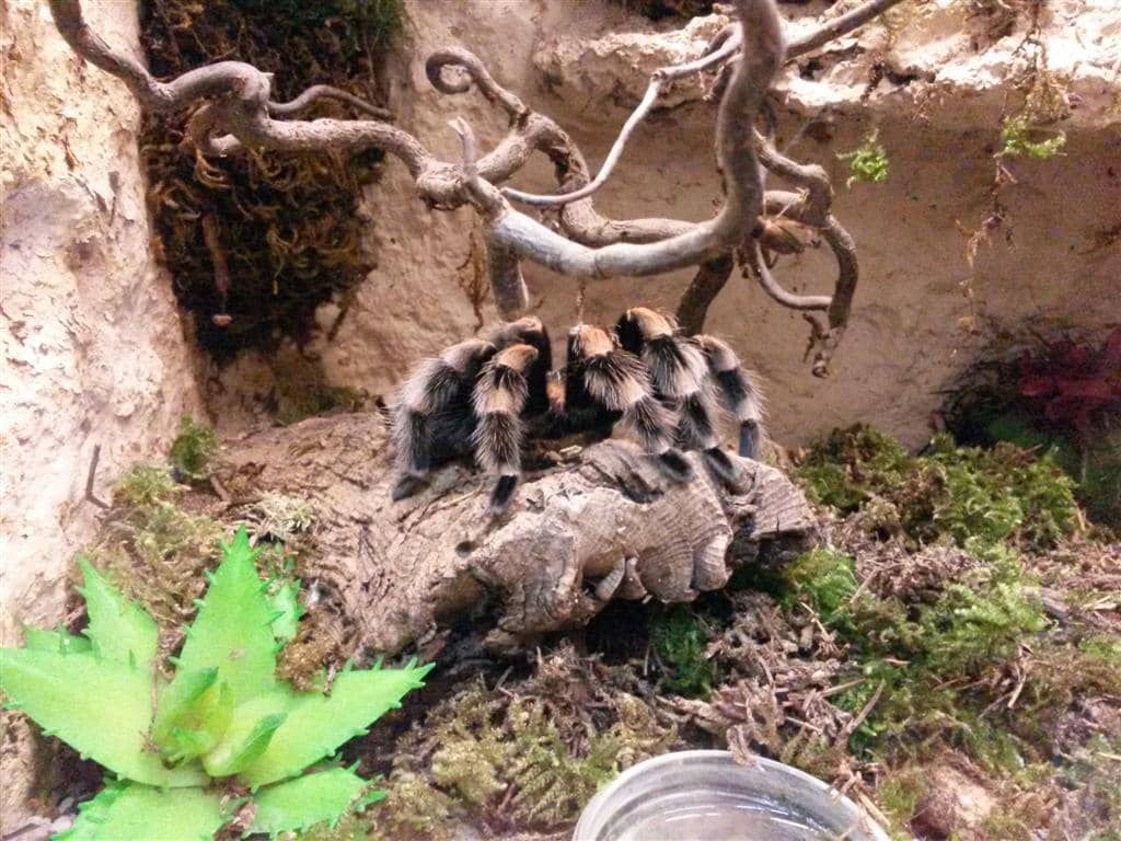 Immersive Cosmic Shows