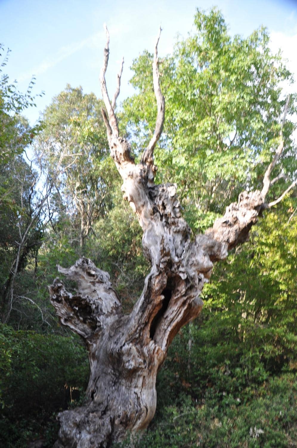 Ancient Roman Echoes