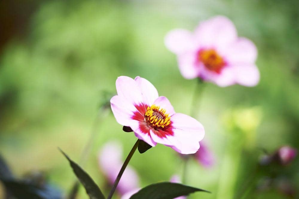 The Tropical Glasshouse