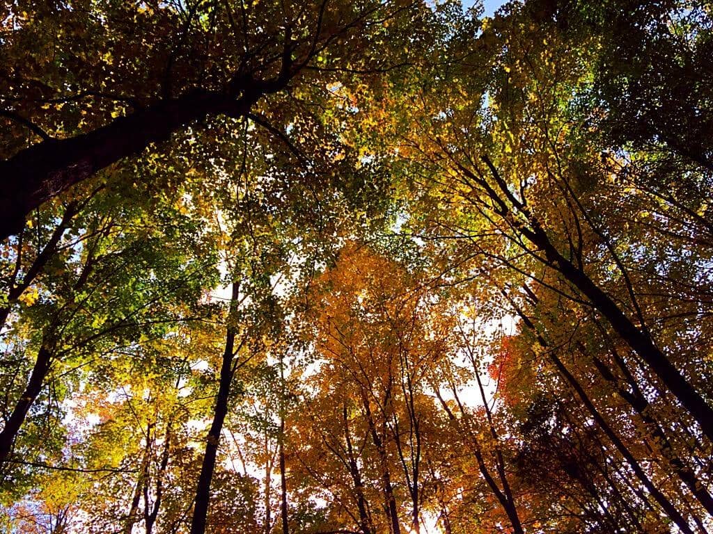 Fall Foliage Hikes