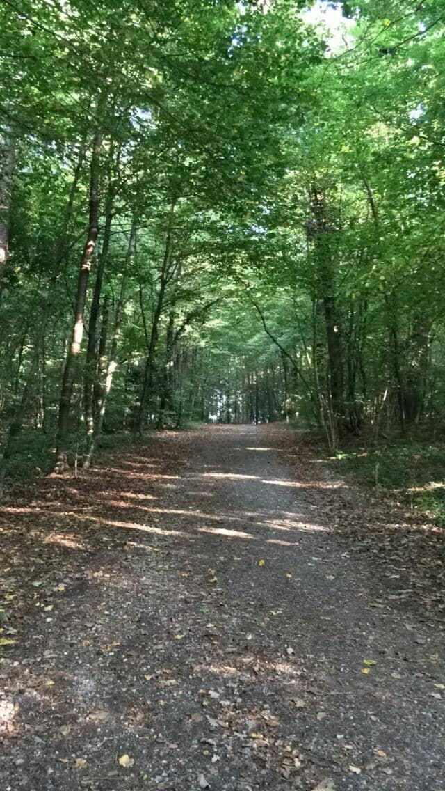 Leechwald Forest Trails