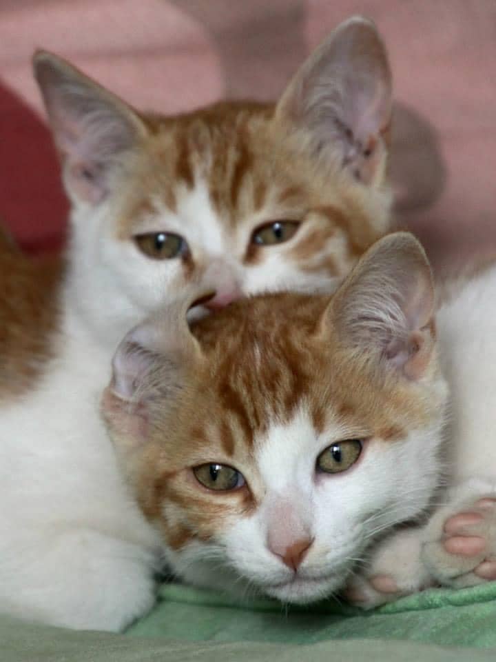 Erhai Lake Ecological Corridor