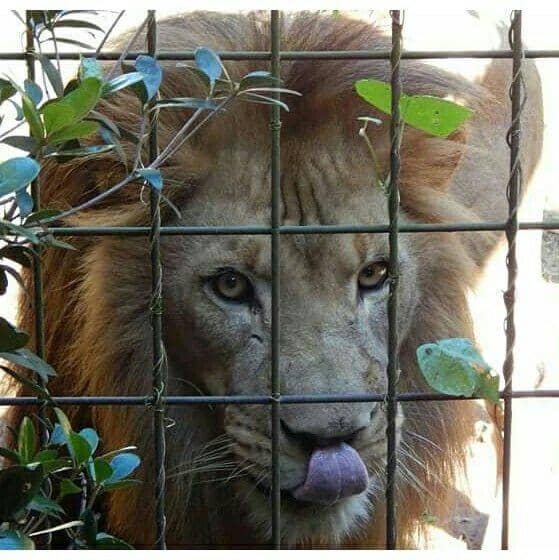 Orangutans & Monkeys