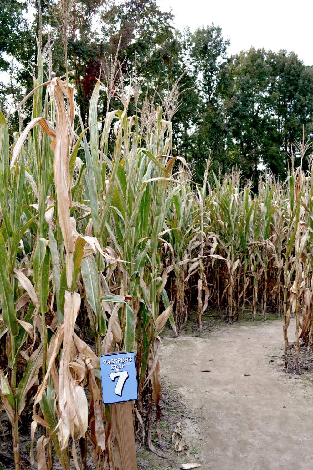 Country Christmas Walk Through