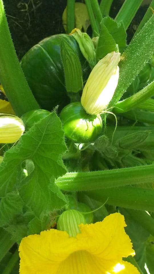 Octagonal Winery Architecture