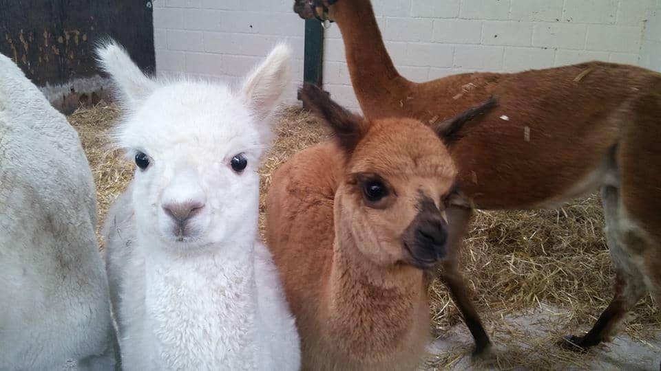 Tractor & Pony Rides