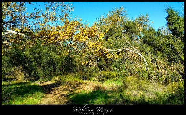 Peñasquitos Creek Waterfall